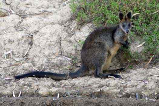 Swamp Wallaby